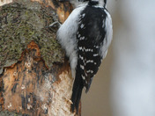 Hairy Woodpecker