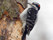 Hairy Woodpecker