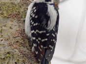 Hairy Woodpecker