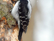 Hairy Woodpecker