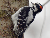Hairy Woodpecker