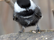 Black Capped Chickadee with Melanistic colors