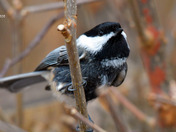 Black Capped Chickadee with Melanistic colors
