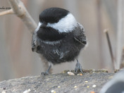 Black Capped Chickadee with Melanistic colors
