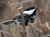 Black Capped Chickadee with Melanistic colors