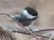 Black Capped Chickadee with Melanistic colors