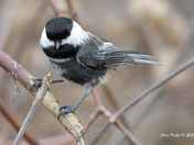 Black Capped Chickadee with Melanistic colors