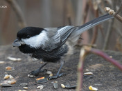 Black Capped Chickadee with Melanistic colors