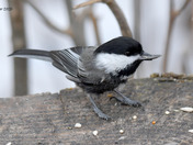 Black Capped Chickadee with Melanistic colors