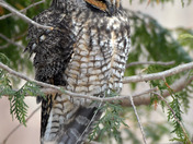Long Eared Owl
