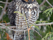 Long Eared Owl