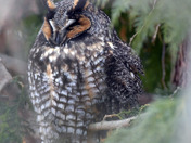 Long Eared Owl