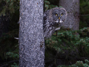 A great gray owl peeks from a tree