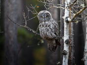 A great gray owl on a tree