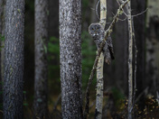 A great gray owl in the woods