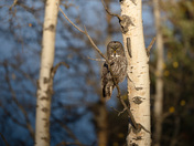 A great gray owl on a tree branch  