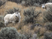 Curious Mountain Goats
