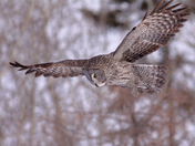 Great Gray Owl 