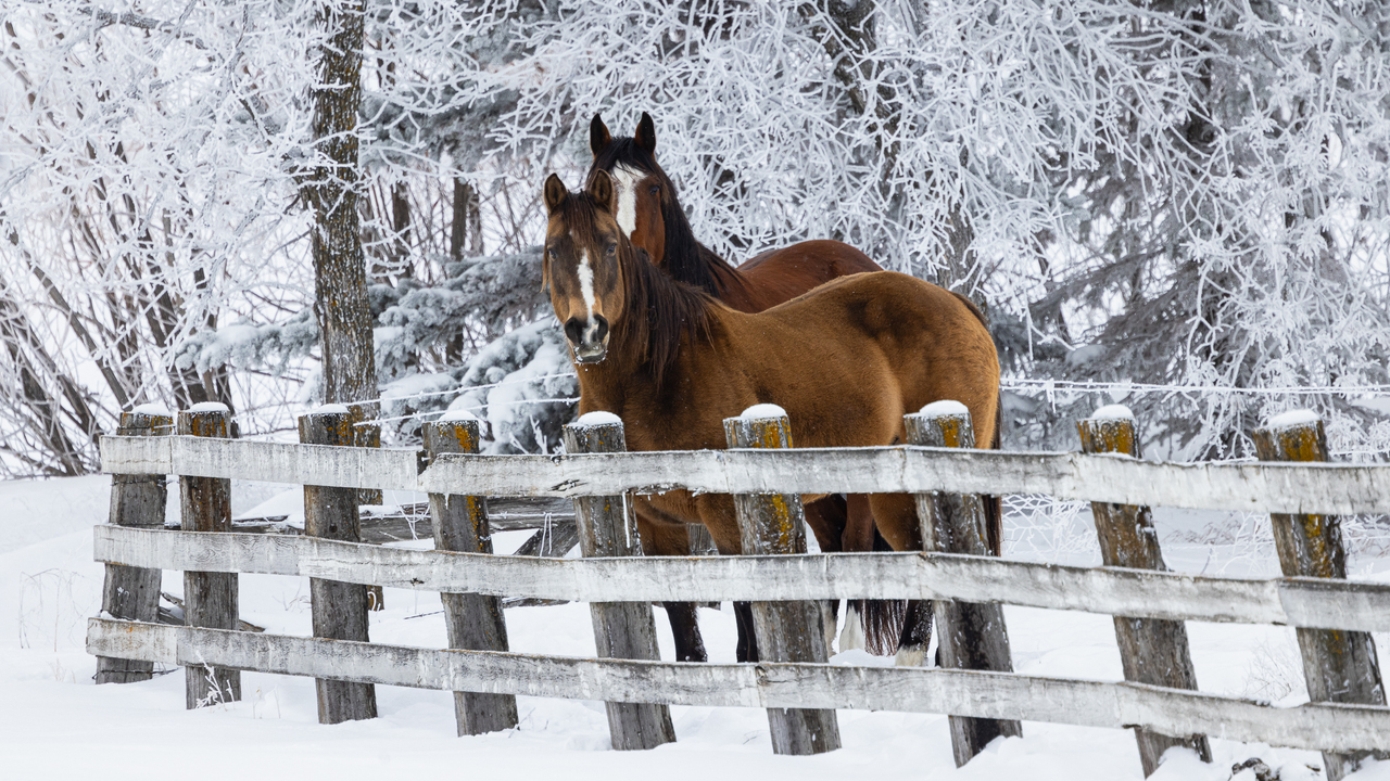 Beauties in the frost