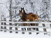 Beauties in the frost