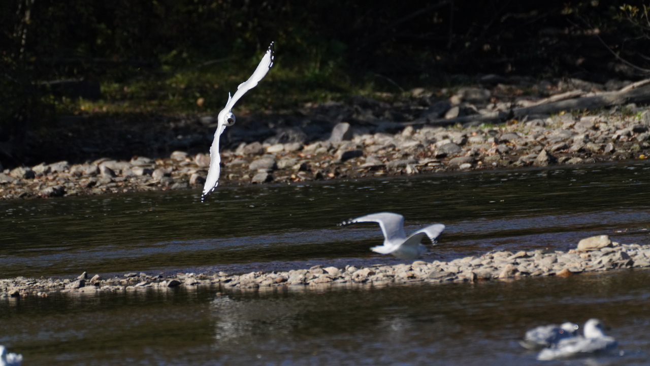 Ring-billed gull air show