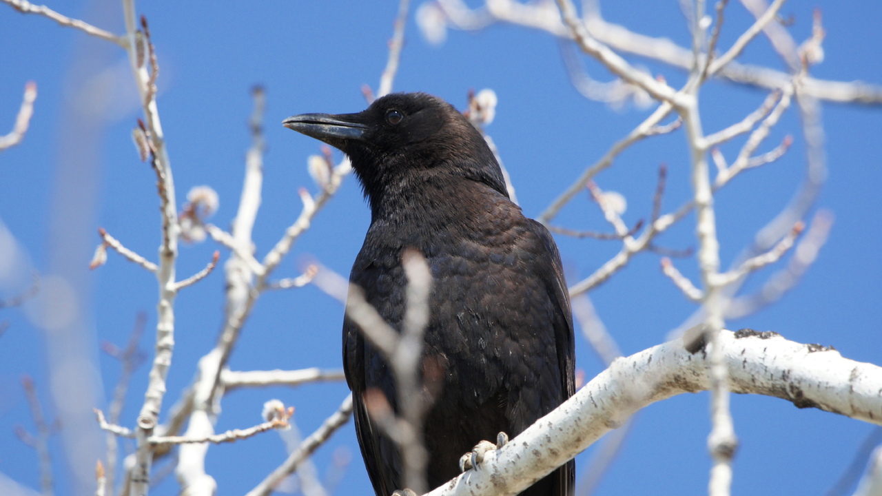 American crow