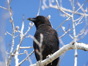 American crow