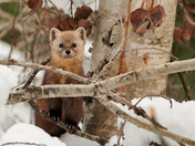 Pine Marten