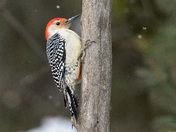 Red-bellied Woodpecker