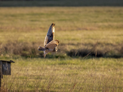 short eared owl hunting