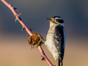 downy woodpecker