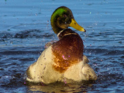 Mallard Drake