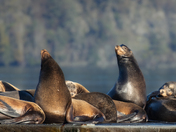 steller sea lions enjoying the sun