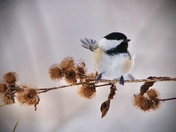 Black-capped Chickadee