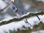 Blue Jay in Winter
