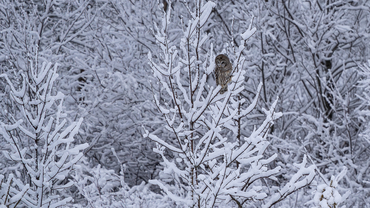 Barred owl in winter wonderland 🦉❄️