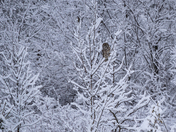 Barred owl in winter wonderland 🦉❄️