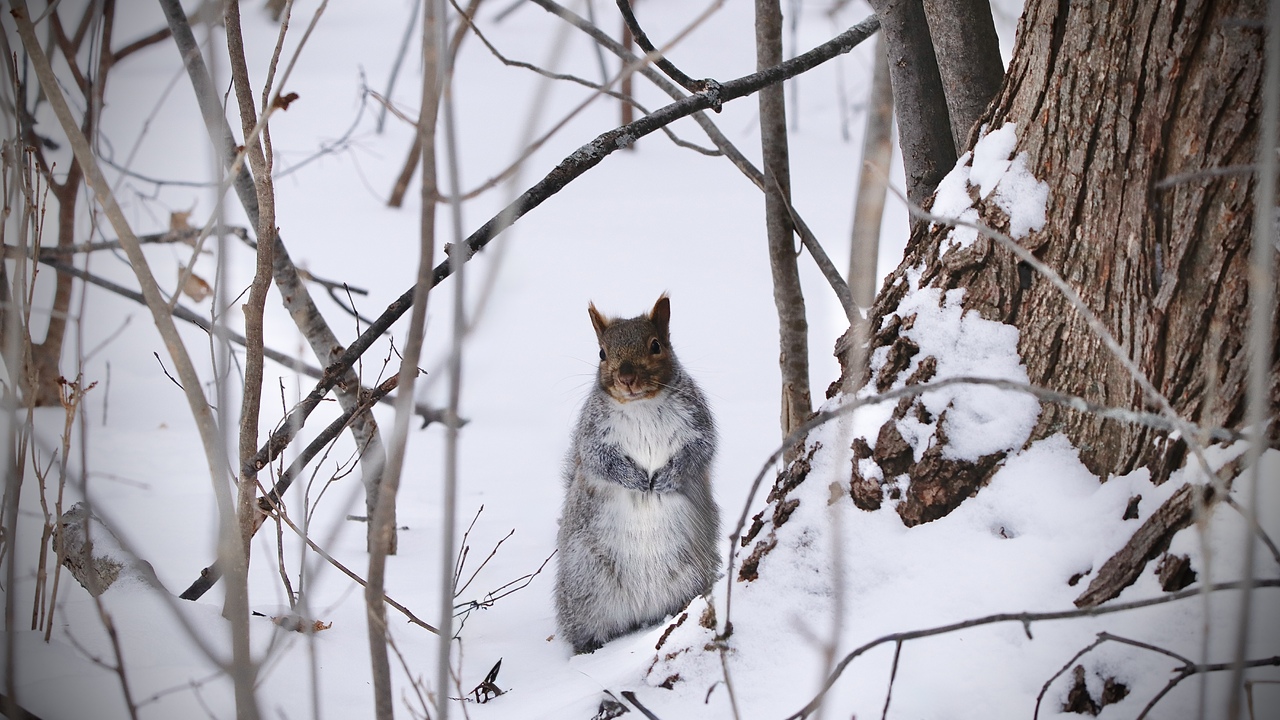 Looking A Bit Forlorn