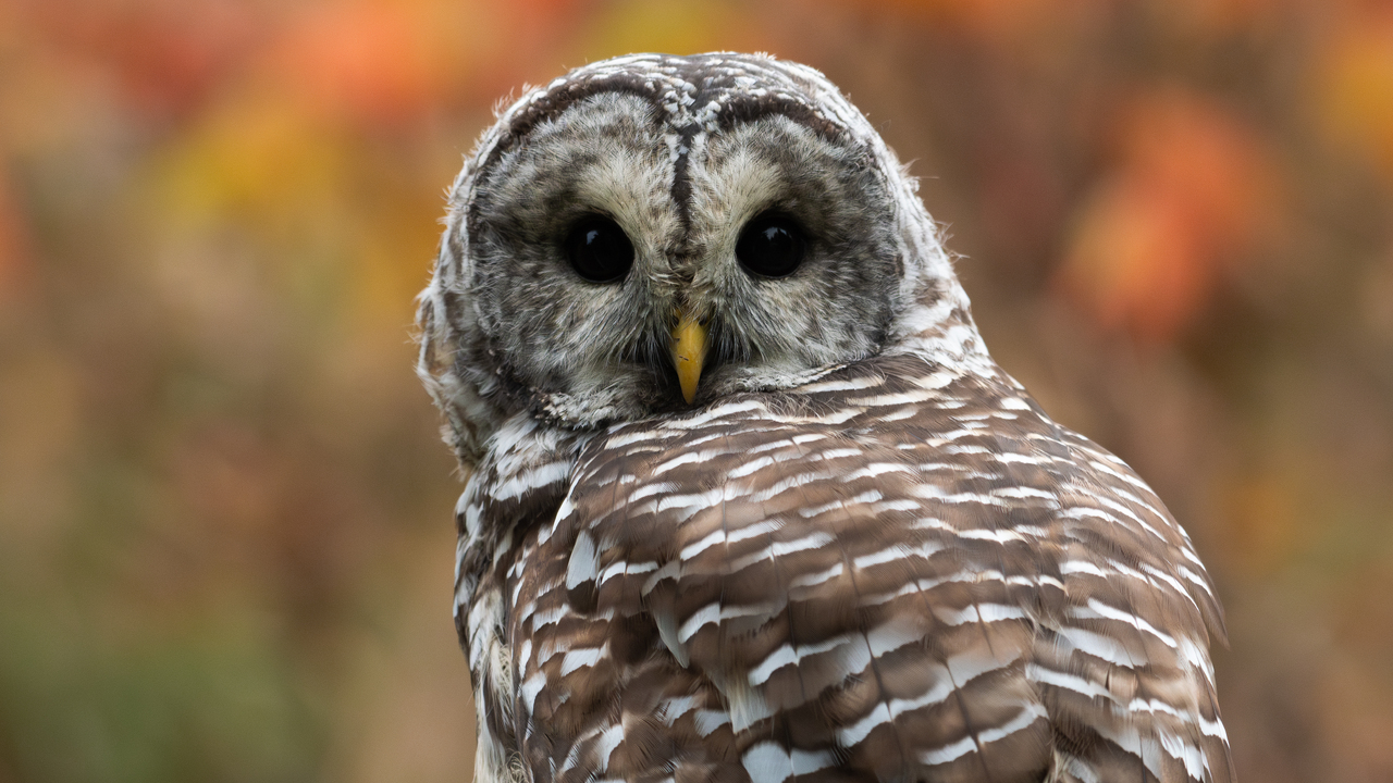 Barred owl and pretty fall leaves