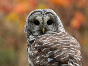 Barred owl and pretty fall leaves