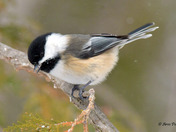 Black Capped Chickadee