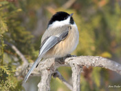 Black Capped Chickadee