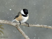 Black Capped Chickadee