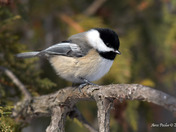 Black Capped Chickadee