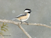 Black Capped Chickadee