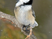 Black Capped Chickadee
