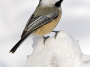 Black Capped Chickadee