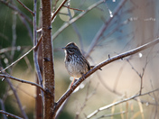 Winters little witness 