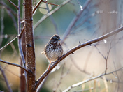 Winters little witness 