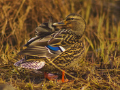 Mallard Hen